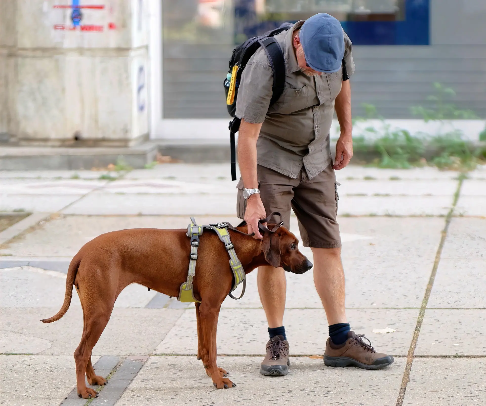 tactical vest for dogs